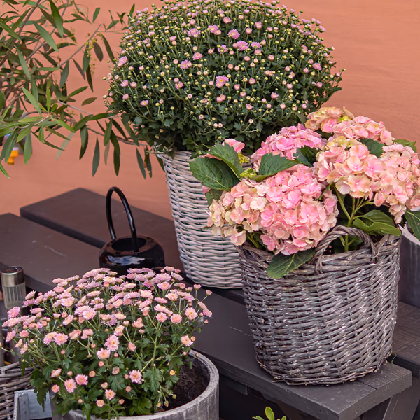 pink flower arrangement