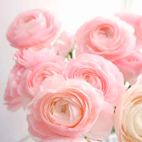 Ranunkeln Blumenstrauß