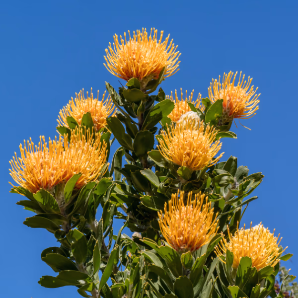 Protea Blumenstrauß