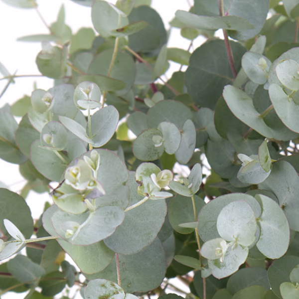 Eucalyptus Bouquet
