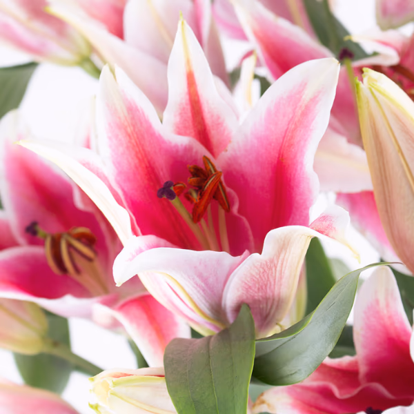 Pinke Blumensträuße