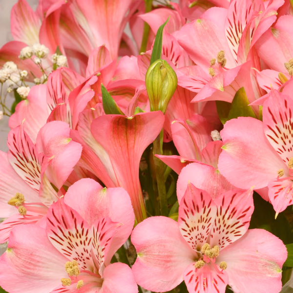 Inkalilien Blumenstrauß