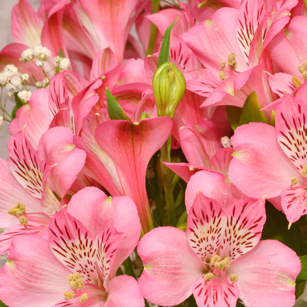 Peruvian Lilies Bouquet