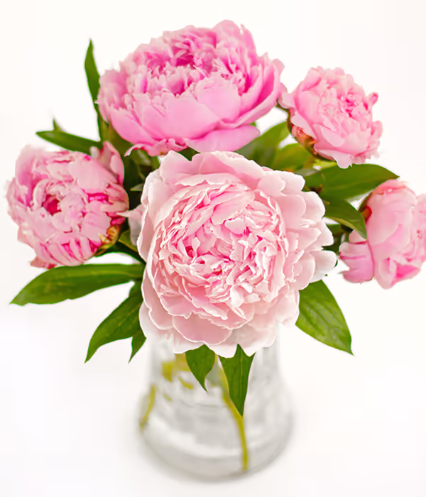 Peonies