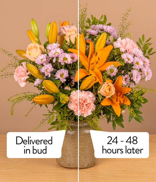 NP26BOX0181_2.png