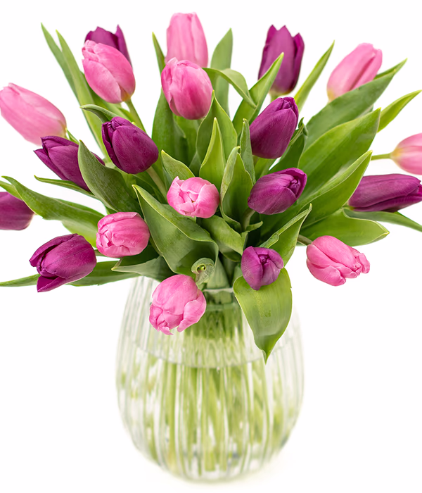 Simply Tulips