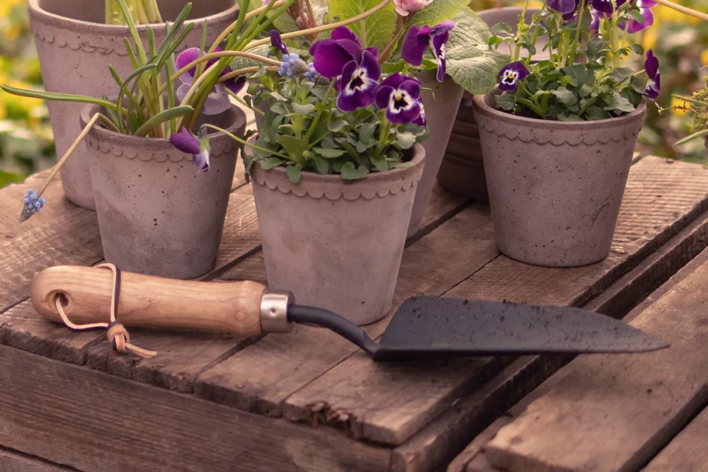 Purple potted plants