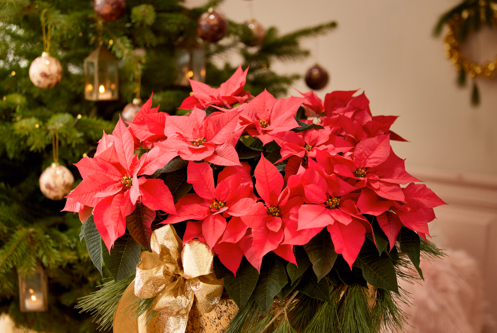 Poinsettia plant with in a Christmassy home