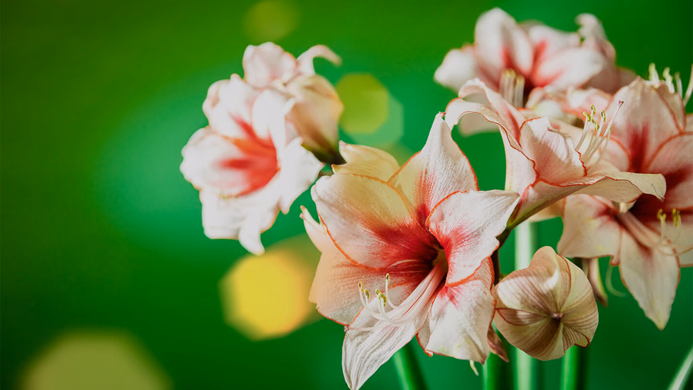 amaryllis arrangement on green background