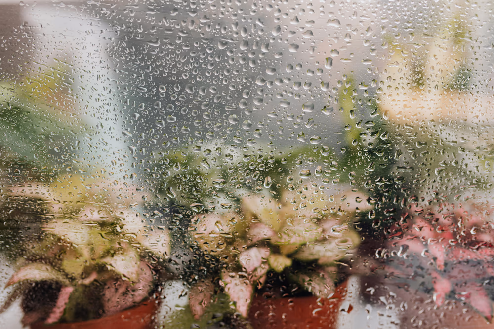 Houseplants in pots behind a window with condensation