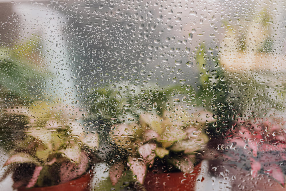 Houseplants in pots behind a window with condensation