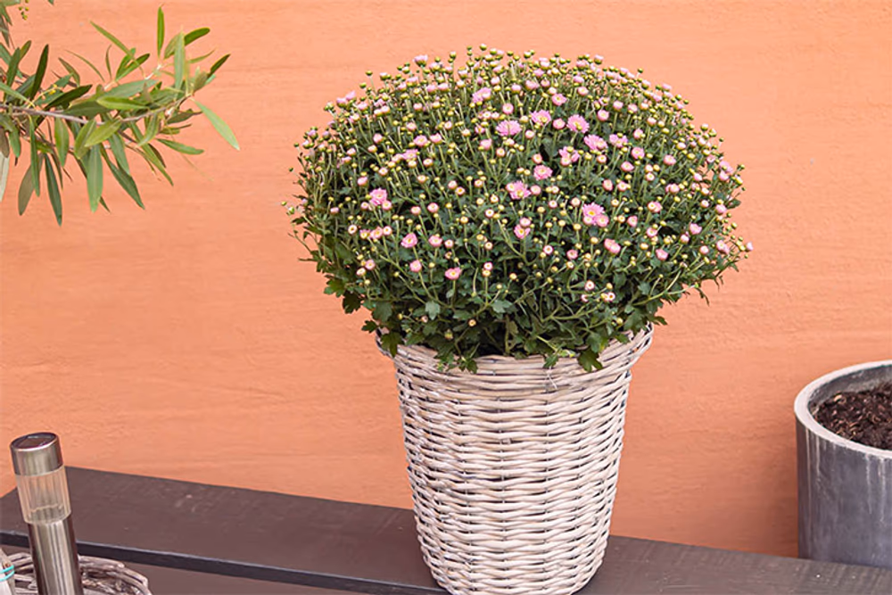 Rosa og grønn blomsteranordning i en kurv av siv.