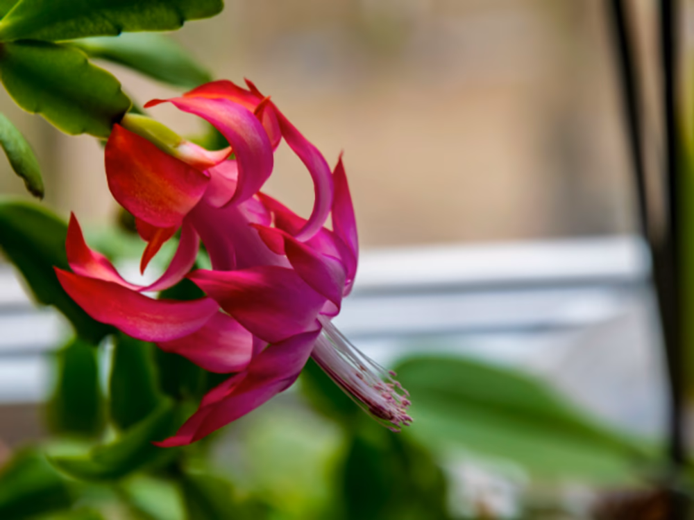 Christmas cactus