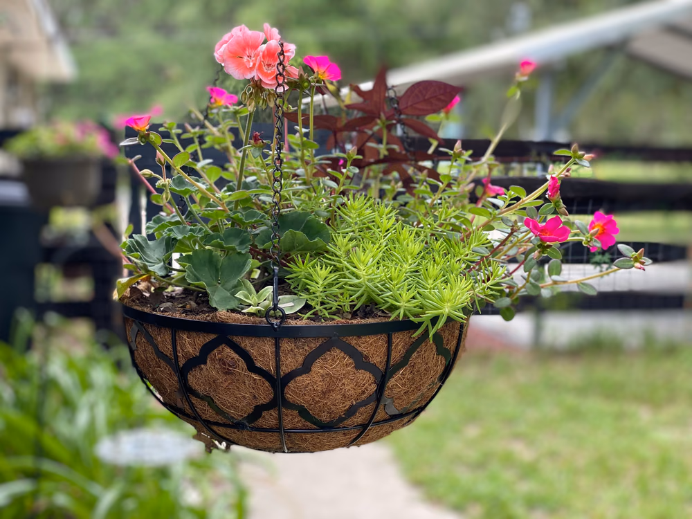 Hanging basket with flowers
