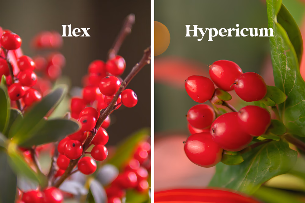 Red Christmas berries how are they called and how to tell them apart?