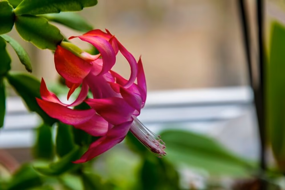 christmas cactus