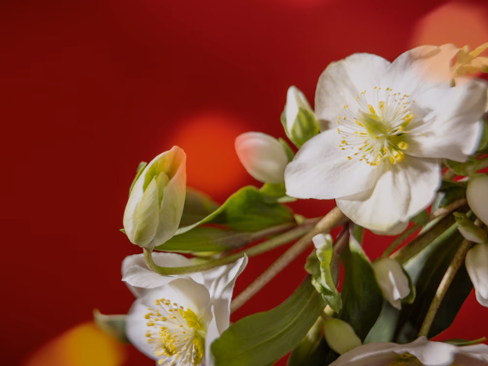 Christmas rose