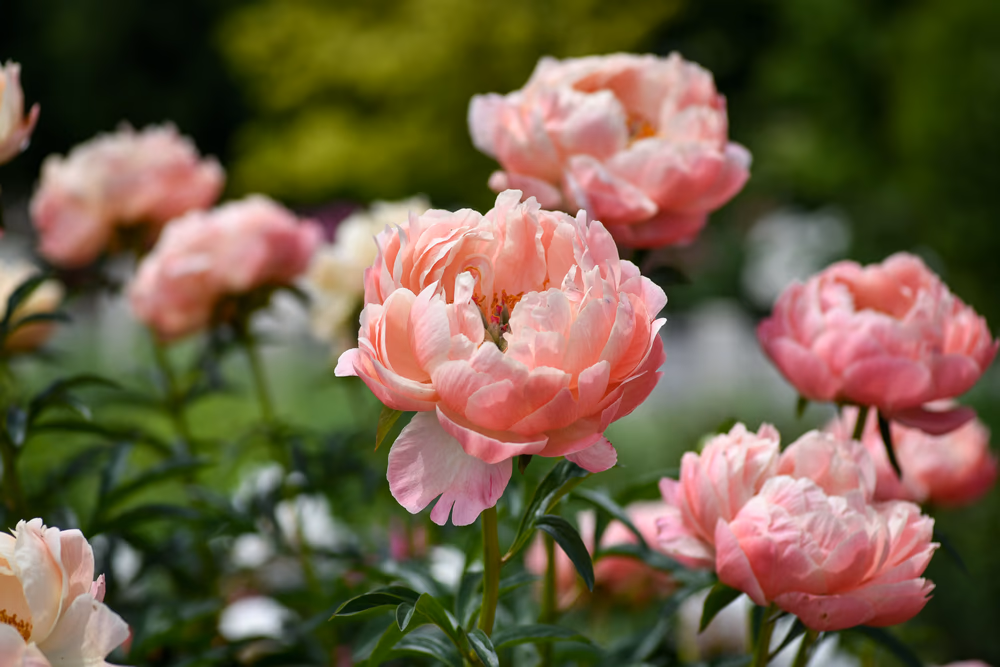 Rosa peoner