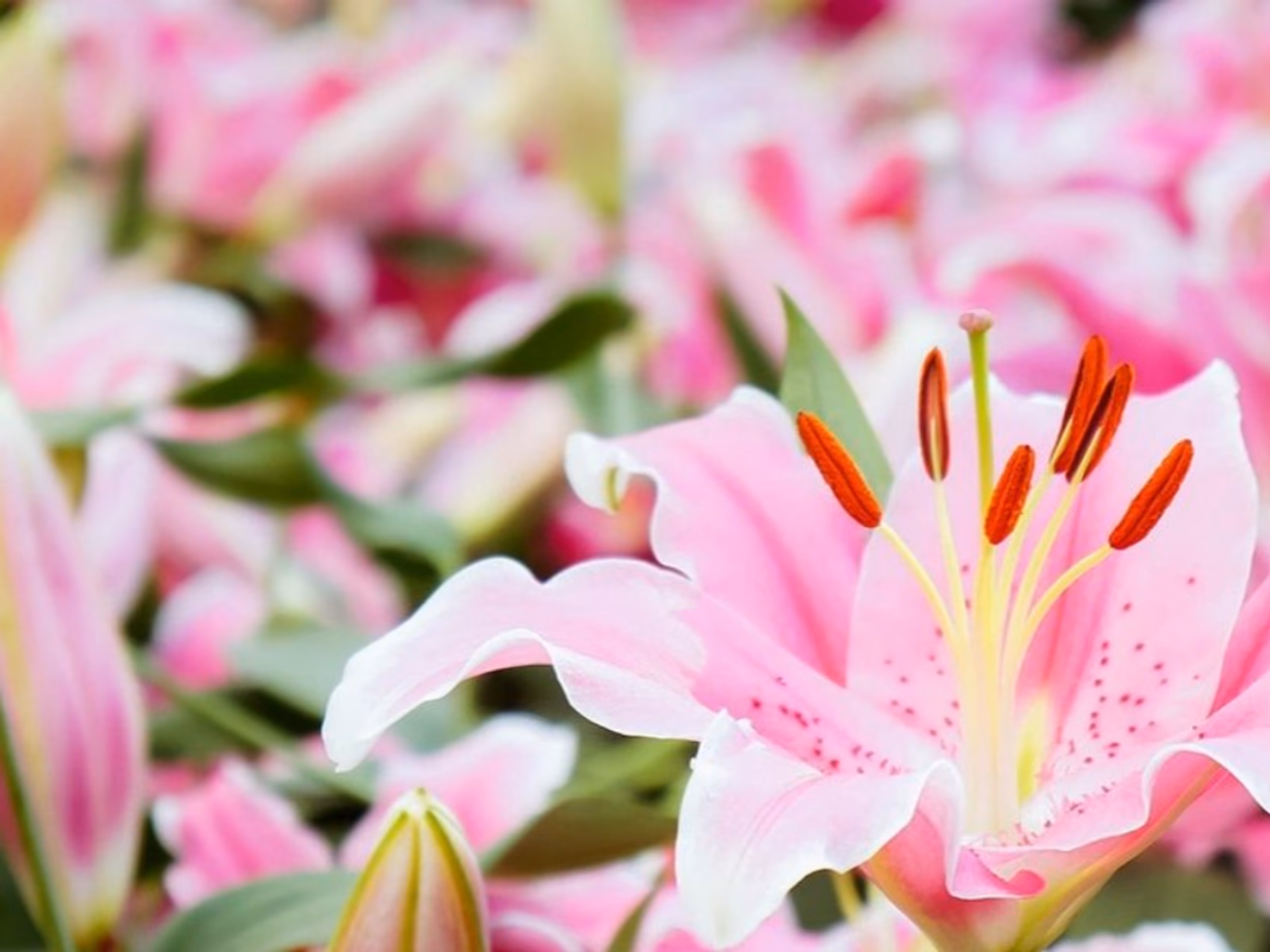 Blumenlieferung in Antwerpen