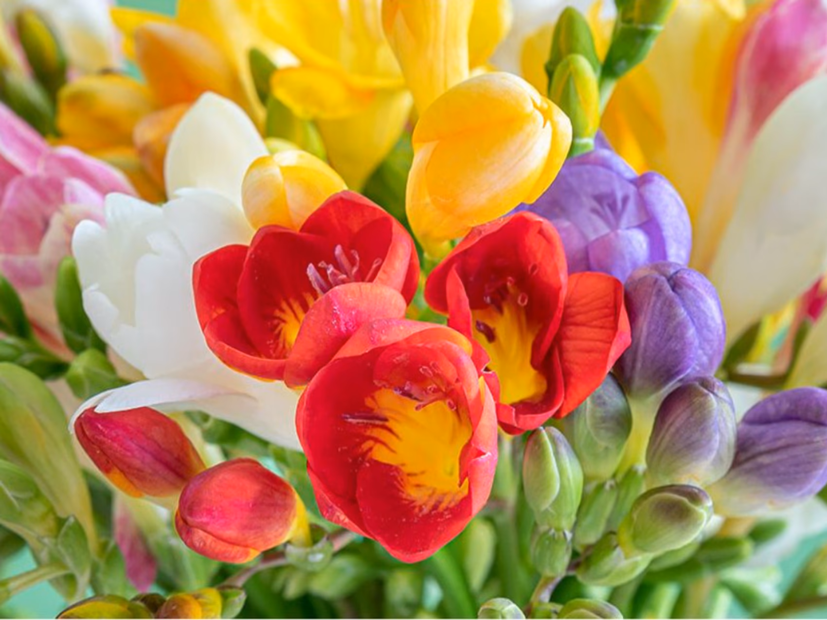 Blumenlieferung in Groningen