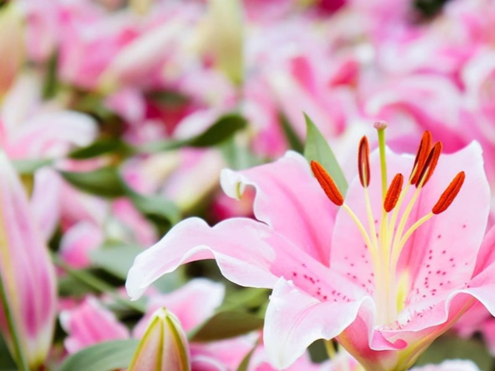 Blumenlieferung in Gent