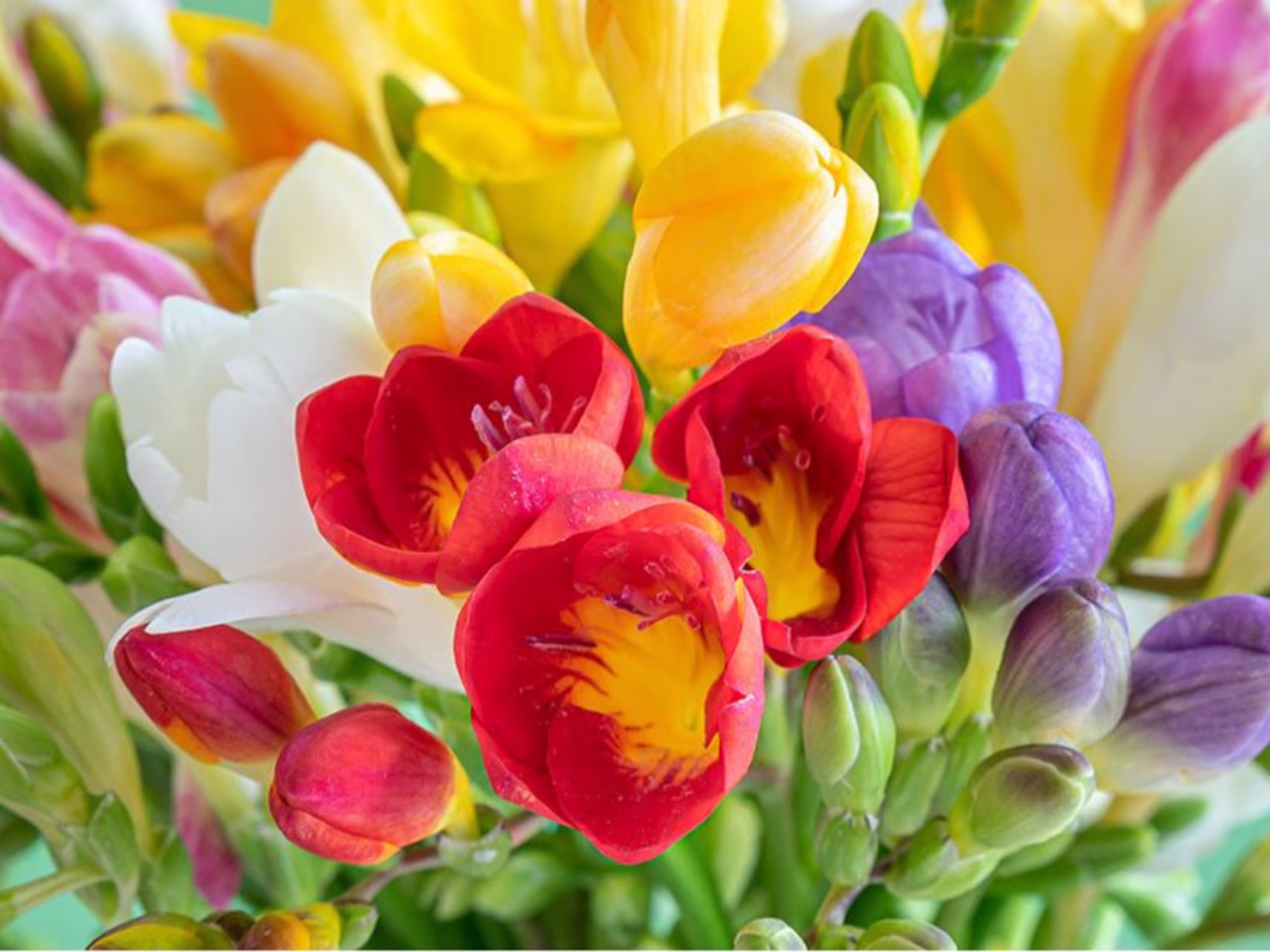 Blumenlieferung in Maastricht