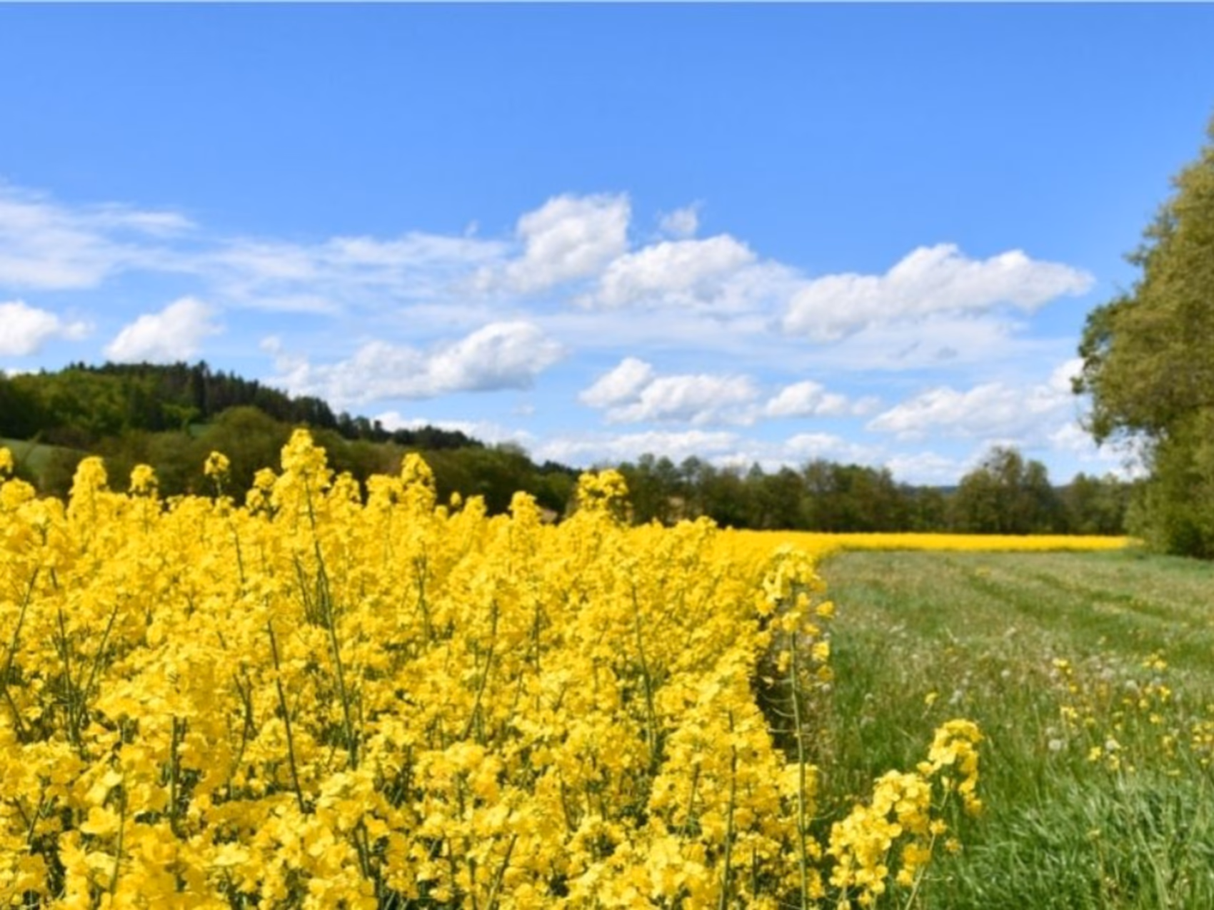 Blumenlieferung in Nahe
