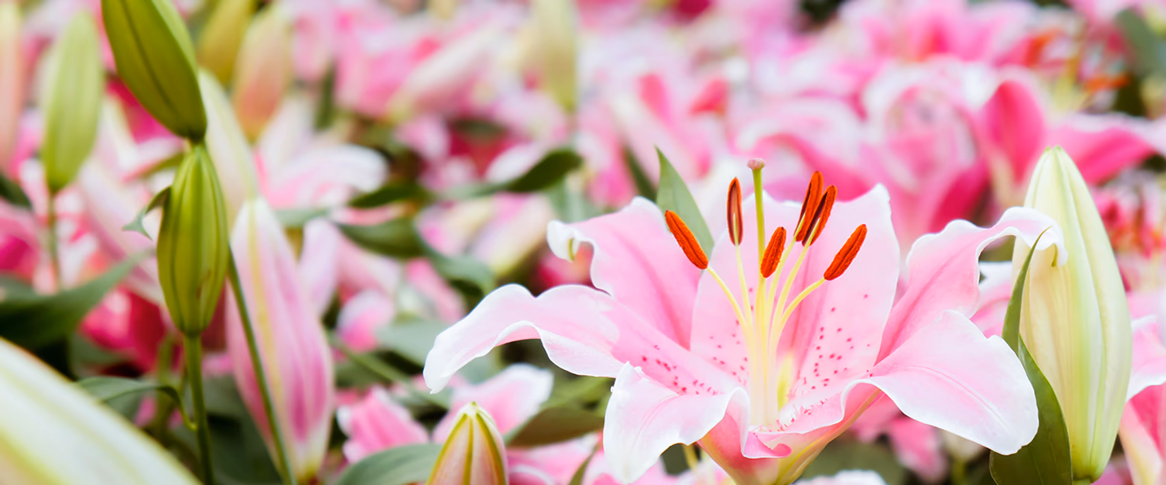 Blumenlieferung in Wiesbaden