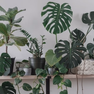 Plants