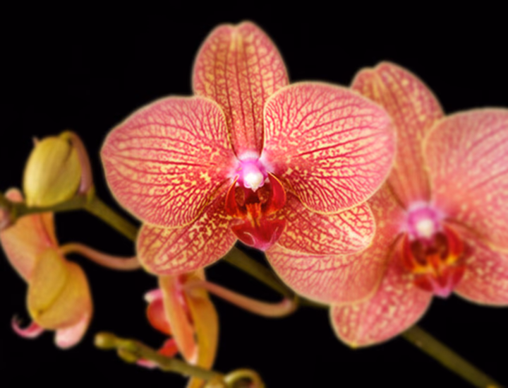  Discover all the tips you need to know about Orchids