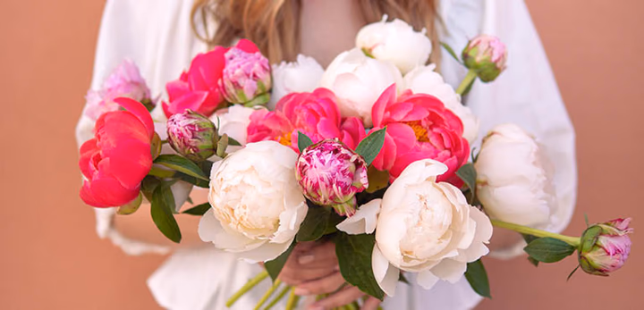  Discover all the tips you need to know about peonies