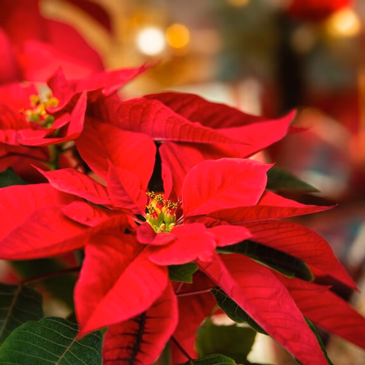  Discover all the tips you need to know about  Poinsettias