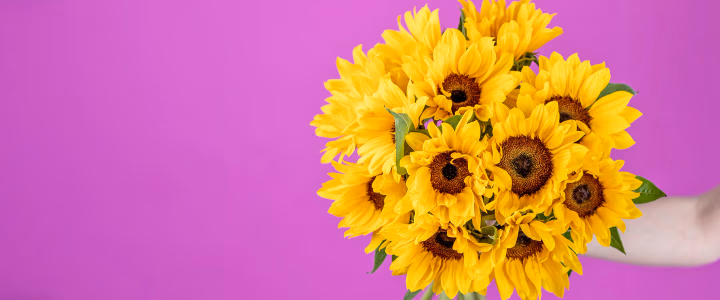  Discover all the tips you need to know about Sunflowers