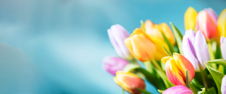Discover all the tips you need to know about tulips
