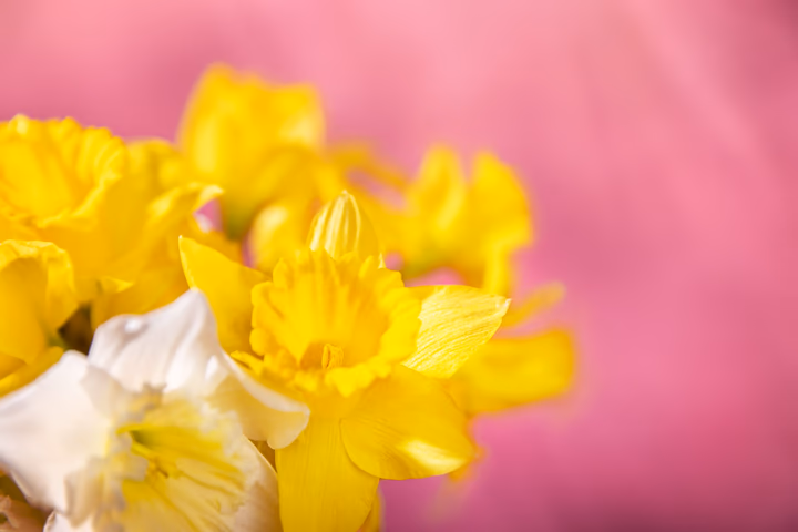 Discover all the tips you need to know about Daffodils