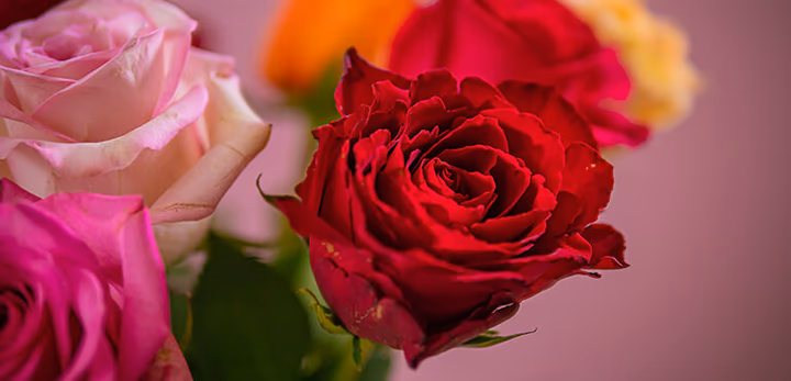  Discover all the tips you need to know about roses