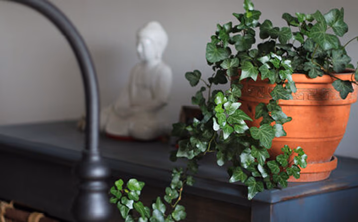  Discover all the tips you need to know about Plants