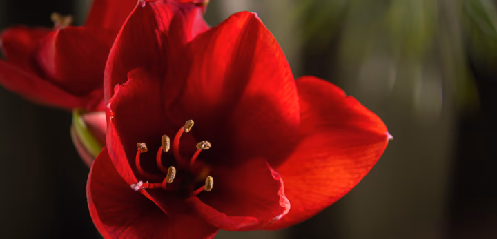  Discover all the tips you need to know about amaryllis