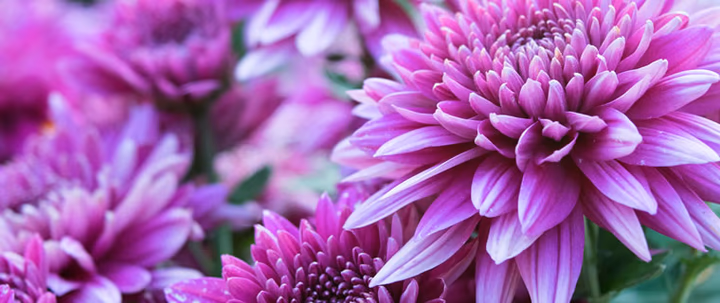 Discover all the tips you need to know about chrysanthemums