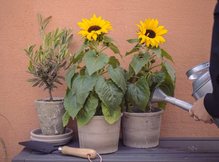 Tips and inspiration about sunflowers.
