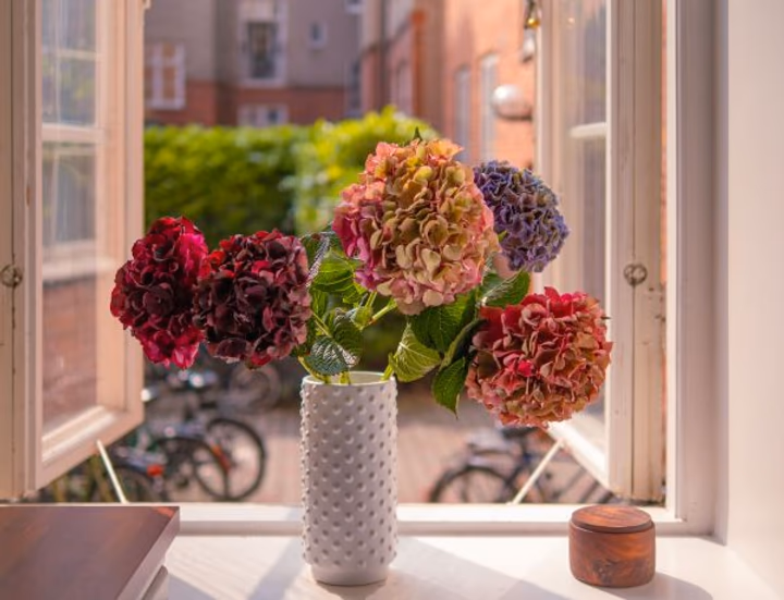 Hortensia – fakta og plejeråd
